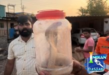 डांबर प्लांटमध्ये विषारी कोब्राची दहशत; सर्पमित्रांच्या धाडसी रेस्क्यूमुळे मोठा अनर्थ टळला